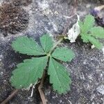 Potentilla reptansপাতা