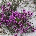 Thymus longiflorus Fula