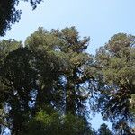 Fitzroya cupressoides Yeri