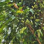Garcinia cochinchinensis फल