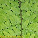 Dryopteris remota Liść