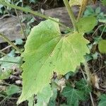 Lunaria annua 葉