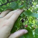 Morus nigra Fruit