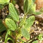 Helianthemum salicifolium Leaf