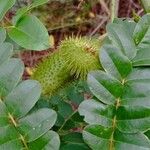 Caesalpinia bonduc Vrucht