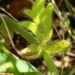 Geum montanum Leaf
