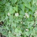 Mikania periplocifolia Habit