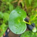 Heteranthera reniformis Leaf