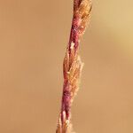 Vulpia unilateralis Flower