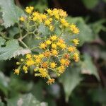 Senecio deltoideus Λουλούδι