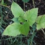 Salvia glutinosa Blatt