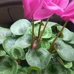 Cyclamen spp. List