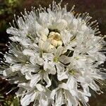 Ledum palustre 花