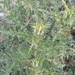 Cardopatium corymbosum Hoja