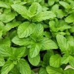 Mentha spicataFolla