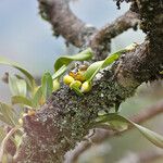 BulbophyllumFruit