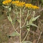 Inula helenioides Alia