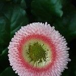 Bellis rotundifolia Flower