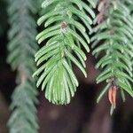 Araucaria biramulata Blatt