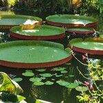 Victoria amazonica Yaprak