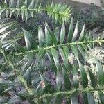 Araucaria bidwillii Blad