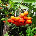 Sorbus aucuparia Fruit