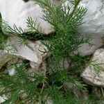 Achillea atrata Yaprak