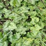 Cyclamen repandum Leaf