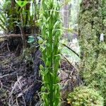 Habenaria praealta Other