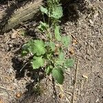 Erodium laciniatum Blad