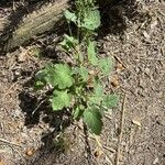 Erodium laciniatum Foglia