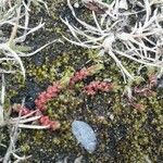 Crassula tillaea Habit