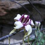Strophanthus sarmentosus Λουλούδι