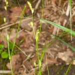 Carex remota Cortiza