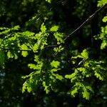 Quercus × rosacea Hoja