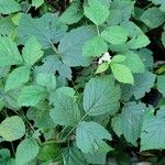 Rubus pruinosusFolio