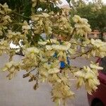 Styphnolobium japonicum Fleur