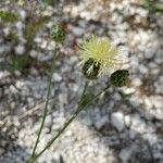 Centaurea salonitana Flower