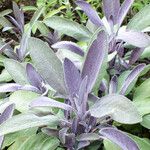 Salvia officinalis Yaprak