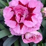 Dianthus caryophyllus Fiore