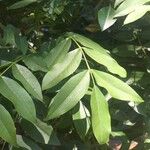 Ekebergia capensis Φύλλο