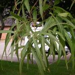Searsia lancea Blatt