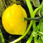 Cucurbita moschata 果實