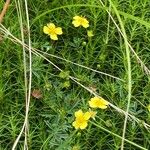 Potentilla erectaFlower