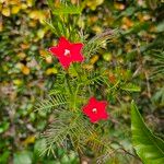 Ipomoea quamoclit Çiçek