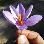 Crocus ligusticus Плод