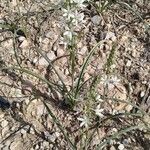 Ornithogalum narbonense Flower