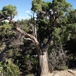 Juniperus osteosperma Hábito