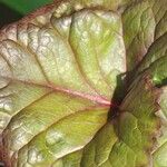 Ligularia dentata Leaf