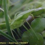 Lemna gibba Feuille